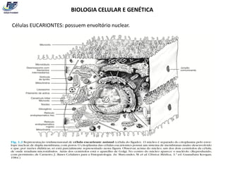 BIOLOGIA CELULAR E GENÉTICA

Células EUCARIONTES: possuem envoltório nuclear.
 