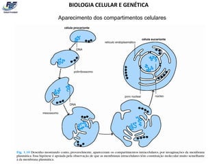BIOLOGIA CELULAR E GENÉTICA

Aparecimento dos compartimentos celulares
 