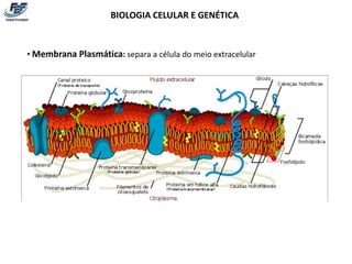 BIOLOGIA CELULAR E GENÉTICA


• Membrana Plasmática: separa a célula do meio extracelular
 