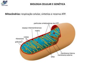 BIOLOGIA CELULAR E GENÉTICA


Mitocôndrias: respiração celular, sintetiza e reserva ATP.
 