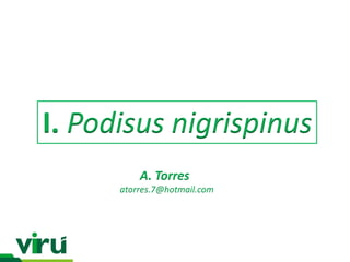 I. Podisus nigrispinus
A. Torres
atorres.7@hotmail.com

 