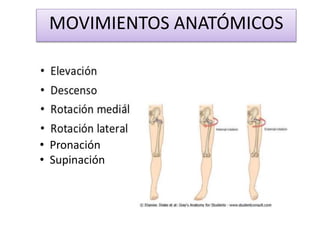 MOVIMIENTOS ANATÓMICOS
• Pronación
• Supinación
 