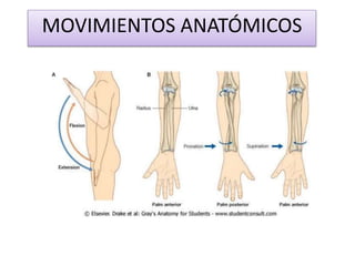 MOVIMIENTOS ANATÓMICOS
 