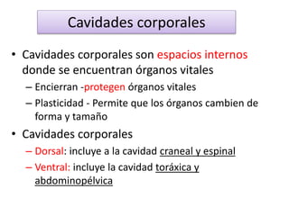 • Cavidades corporales son espacios internos
donde se encuentran órganos vitales
– Encierran -protegen órganos vitales
– Plasticidad - Permite que los órganos cambien de
forma y tamaño
• Cavidades corporales
– Dorsal: incluye a la cavidad craneal y espinal
– Ventral: incluye la cavidad toráxica y
abdominopélvica
Cavidades corporales
 