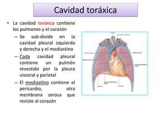 • La cavidad toráxica contiene
los pulmones y el corazón
– Se sub-divide en la
cavidad pleural izquierda
y derecha y el mediastino
– Cada cavidad pleural
contiene un pulmón
revestido por la pleura
visceral y parietal
– El mediastino contiene el
pericardio, otra
membrana serosa que
reviste al corazón
Cavidad toráxica
 