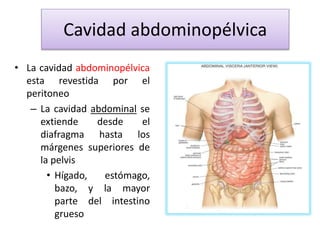 • La cavidad abdominopélvica
esta revestida por el
peritoneo
– La cavidad abdominal se
extiende desde el
diafragma hasta los
márgenes superiores de
la pelvis
• Hígado, estómago,
bazo, y la mayor
parte del intestino
grueso
Cavidad abdominopélvica
 