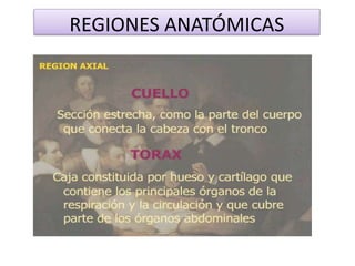 REGIONES ANATÓMICAS
 