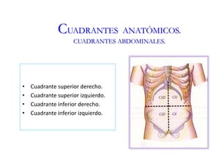CUADRANTES ANATÓMICOS.
CUADRANTES ABDOMINALES.
• Cuadrante superior derecho.
• Cuadrante superior izquierdo.
• Cuadrante inferior derecho.
• Cuadrante inferior izquierdo.
 
