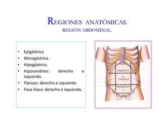 REGIONES ANATÓMICAS.
REGIÓN ABDOMINAL.
• Epigástrica
• Mesogástrica.
• Hipogástrica.
• Hipocondrios: derecho e
izquierdo.
• Flancos: derecho e izquierdo.
• Fosa iliaca: derecho e izquierdo.
 