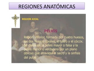 REGIONES ANATÓMICAS
 