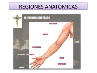 REGIONES ANATÓMICAS
 