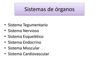 • Sistema Tegumentario
• Sistema Nervioso
• Sistema Esquelético
• Sistema Endocrino
• Sistema Muscular
• Sistema Cardiovascular
Sistemas de órganos
 