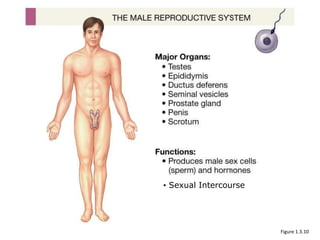 Figure 1.3.10
• Sexual Intercourse
 