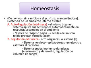 Homeostasis
• (De homeo- sin cambios y el gr. stasis, manteniéndose).
Existencia de un ambiente interno estable
A. Auto-Regulación (intrínseca) - el mismo órgano o
sistema ajusta sus actividades automáticamente en
respuesta a cambios en el ambiente
- Niveles de Oxígeno bajan --> células del mismo
tejido provcan vasodilatación
B. Regulación extrínseca - otros órgano(s) o sistema (s)
- Sistema nervioso-rapidas-cortas (en ejercicio
estímula al corazón)
- Sistema endocrino-lento-duraderas
(crecimiento y desarrollo, regulación de
volumen de sangre)
 