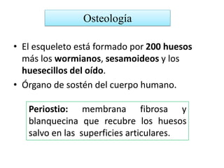 • El esqueleto está formado por 200 huesos
más los wormianos, sesamoideos y los
huesecillos del oído.
• Órgano de sostén del cuerpo humano.
Periostio: membrana fibrosa y
blanquecina que recubre los huesos
salvo en las superficies articulares.
Osteología
 