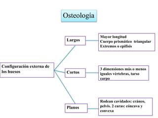 Osteología
Configuración externa de
los huesos
Largos
Cortos
Planos
Mayor longitud
Cuerpo prismático triangular
Extremos o epífisis
3 dimensiones más o menos
iguales vértebras, tarso
carpo
Rodean cavidades: cráneo,
pelvis. 2 caras: cóncava y
convexa
 