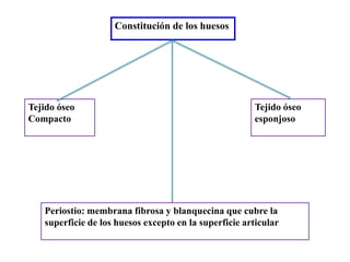 Constitución de los huesos
Tejido óseo
Compacto
Tejido óseo
esponjoso
Periostio: membrana fibrosa y blanquecina que cubre la
superficie de los huesos excepto en la superficie articular
 