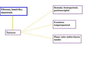 Dentada: frontoparietal,
parietooccipital
Escamosa:
temporoparietal
Plana: entre ambos huesos
nasales
Suturas
Fibrosas, inmóviles,
sinartrosis
 