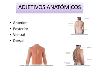 ADJETIVOS ANATÓMICOS
 