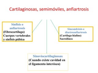 Cartilaginosas, semimóviles, anfiartrosis
Sínfisis o
anfiartrosis
(Fibrocartílago)
Cuerpos vertebrales
y sínfisis púbica
Sincondrósis o
diartroanfiartrosis
(Cartílago hialino)
Sacroilíaca
Sinoviocartilaginosas
(Cuando existe cavidad en
el ligamento interóseo)
 
