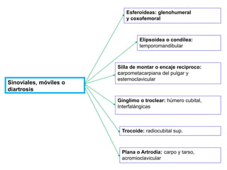 Elipsoidea o condílea:
temporomandibular
Silla de montar o encaje reciproco:
carpometacarpiana del pulgar y
esternoclavicular
Gínglimo o troclear: húmero cubital,
Interfalángicas
Trocoide: radiocubital sup.
Plana o Artrodia: carpo y tarso,
acromioclavicular
Esferoideas: glenohumeral
y coxofemoral
Sinoviales, móviles o
diartrosis
 
