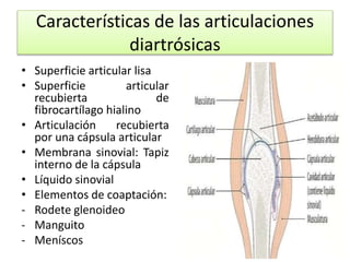 Características de las articulaciones
diartrósicas
• Superficie articular lisa
• Superficie articular
recubierta de
fibrocartílago hialino
• Articulación recubierta
por una cápsula articular
• Membrana sinovial: Tapiz
interno de la cápsula
• Líquido sinovial
• Elementos de coaptación:
- Rodete glenoideo
- Manguito
- Meníscos
 