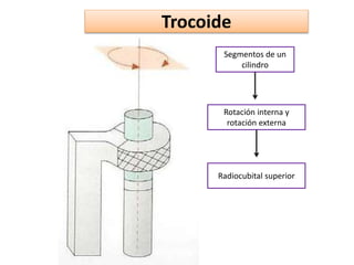 Trocoide
Segmentos de un
cilindro
Rotación interna y
rotación externa
Radiocubital superior
 