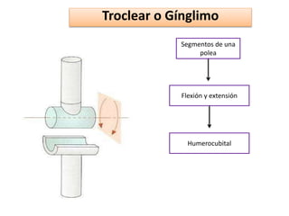 Troclear o Gínglimo
Segmentos de una
polea
Flexión y extensión
Humerocubital
 