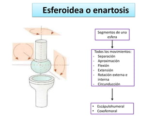 Esferoidea o enartosis
Segmentos de una
esfera
Todos los movimientos:
- Separación
- Aproximación
- Flexión
- Extensión
- Rotación externa e
interna
- Circunducción
• Escápulohumeral
• Coxofemoral
 