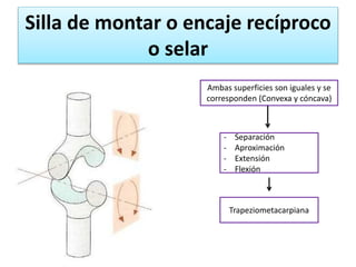 Silla de montar o encaje recíproco
o selar
Ambas superficies son iguales y se
corresponden (Convexa y cóncava)
- Separación
- Aproximación
- Extensión
- Flexión
Trapeziometacarpiana
 