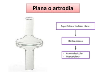 Plana o artrodia
Superficies articulares planas
Deslizamiento
- Acromiclavicular
- Intercarpianas
 