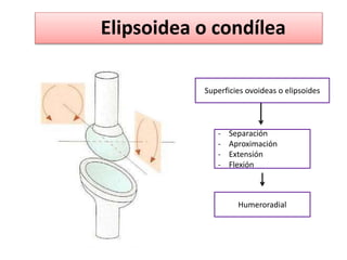 Elipsoidea o condílea
Superficies ovoideas o elipsoides
- Separación
- Aproximación
- Extensión
- Flexión
Humeroradial
 