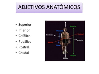 ADJETIVOS ANATÓMICOS
 
