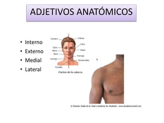 ADJETIVOS ANATÓMICOS
 