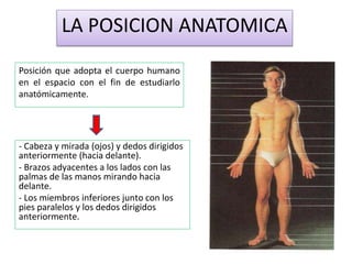 Posición que adopta el cuerpo humano
en el espacio con el fin de estudiarlo
anatómicamente.
LA POSICION ANATOMICA
- Cabeza y mirada (ojos) y dedos dirigidos
anteriormente (hacia delante).
- Brazos adyacentes a los lados con las
palmas de las manos mirando hacia
delante.
- Los miembros inferiores junto con los
pies paralelos y los dedos dirigidos
anteriormente.
 
