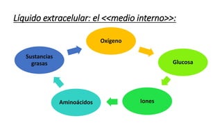 Oxígeno
Glucosa
IonesAminoácidos
Sustancias
grasas
Líquido extracelular: el <<medio interno>>:
 