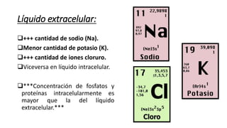 Líquido extracelular:
+++ cantidad de sodio (Na).
Menor cantidad de potasio (K).
+++ cantidad de iones cloruro.
Viceversa en líquido intracelular.
***Concentración de fosfatos y
proteínas intracelularmente es
mayor que la del líquido
extracelular.***
 