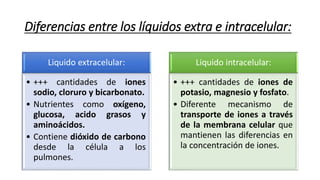 Diferencias entre los líquidos extra e intracelular:
Liquido extracelular:
• +++ cantidades de iones
sodio, cloruro y bicarbonato.
• Nutrientes como oxígeno,
glucosa, acido grasos y
aminoácidos.
• Contiene dióxido de carbono
desde la célula a los
pulmones.
Liquido intracelular:
• +++ cantidades de iones de
potasio, magnesio y fosfato.
• Diferente mecanismo de
transporte de iones a través
de la membrana celular que
mantienen las diferencias en
la concentración de iones.
 