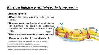 Barrera lipídica y proteínas de transporte:
Bicapa lipídica.
Moléculas proteicas insertadas en los
lípidos.
Barrera selectiva frente al movimiento
de moléculas de agua y de sustancias
solubles entre los compartimentos de LE
y LI.
Proteínas transportadoras y de canales.
Transporte activo 1 o por difusión 2.
1- movimiento molecular aleatorio, sin gasto de energía.
2- movimiento de iones o sustancias con una
proteína transportadora, contra un gradiente de energía,
de baja concentración a alta concentración, +++energía.
 