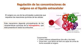 El oxígeno es una de las principales sustancias que
requieren las reacciones químicas de las células.
Este mecanismo depende principalmente de las
características químicas de la hemoglobina, que
está presente en todos los eritrocitos.
Componentes:
 Cuatro cadenas polipeptídicas (dos alfa y dos beta).
 Grupo hem, cuyo átomo de hierro es capaz de unirse de
forma reversible al oxígeno.
 