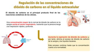 Una concentración mayor de lo normal de dióxido de carbono en la
sangre excita el centro respiratorio, haciendo que la persona tenga
una respiración rápida y profunda.
El dióxido de carbono es el principal producto final de las
reacciones oxidativas de las células.
Aumenta la espiración de dióxido de carbono y,
por tanto, elimina el exceso de dióxido de carbono
de la sangre y los líquidos tisulares.
Este proceso continúa hasta que la concentración
vuelve a la normalidad.
 