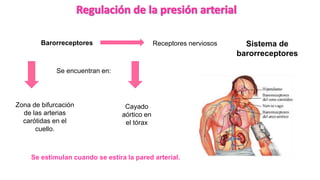 Se estimulan cuando se estira la pared arterial.
Barorreceptores Sistema de
barorreceptores
Se encuentran en:
Zona de bifurcación
de las arterias
carótidas en el
cuello.
Cayado
aórtico en
el tórax
Receptores nerviosos
 