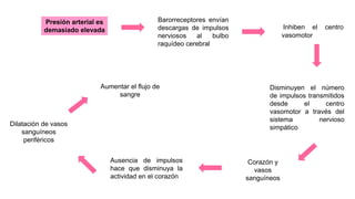 Aumentar el flujo de
sangre
Presión arterial es
demasiado elevada
Barorreceptores envían
descargas de impulsos
nerviosos al bulbo
raquídeo cerebral
Inhiben el centro
vasomotor
Disminuyen el número
de impulsos transmitidos
desde el centro
vasomotor a través del
sistema nervioso
simpático
Corazón y
vasos
sanguíneos
Ausencia de impulsos
hace que disminuya la
actividad en el corazón
Dilatación de vasos
sanguíneos
periféricos
 
