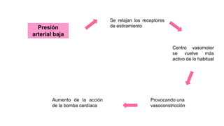 Presión
arterial baja
Se relajan los receptores
de estiramiento
Centro vasomotor
se vuelve más
activo de lo habitual
Provocando una
vasoconstricción
Aumento de la acción
de la bomba cardíaca
 