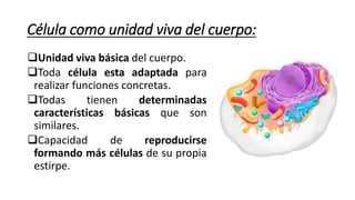 Célula como unidad viva del cuerpo:
Unidad viva básica del cuerpo.
Toda célula esta adaptada para
realizar funciones concretas.
Todas tienen determinadas
características básicas que son
similares.
Capacidad de reproducirse
formando más células de su propia
estirpe.
 