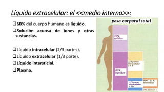 Líquido extracelular: el <<medio interno>>:
60% del cuerpo humano es líquido.
Solución acuosa de iones y otras
sustancias.
Líquido intracelular (2/3 partes).
Líquido extracelular (1/3 parte).
Líquido intersticial.
Plasma.
 