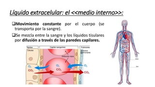 Movimiento constante por el cuerpo (se
transporta por la sangre).
Se mezcla entre la sangre y los líquidos tisulares
por difusión a través de las paredes capilares.
Líquido extracelular: el <<medio interno>>:
 