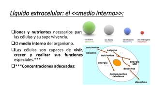 Iones y nutrientes necesarios para
las células y su supervivencia.
O medio interno del organismo.
Las células son capaces de vivir,
crecer y realizar sus funciones
especiales.***
***Concentraciones adecuadas:
Líquido extracelular: el <<medio interno>>:
 