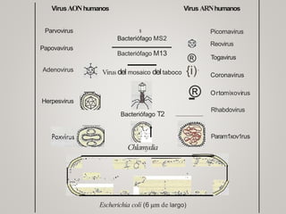 1 INTRODUCCION ALA VIROLOGIA.pptx
