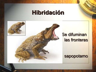 Hibridaci ón Se difuminan  las fronteras sapopotamo 